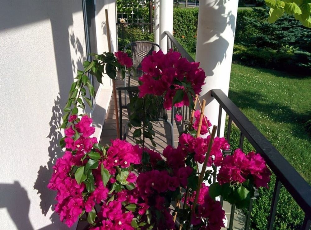 Via Veneto - Old Town Niagara-on-the-Lake
